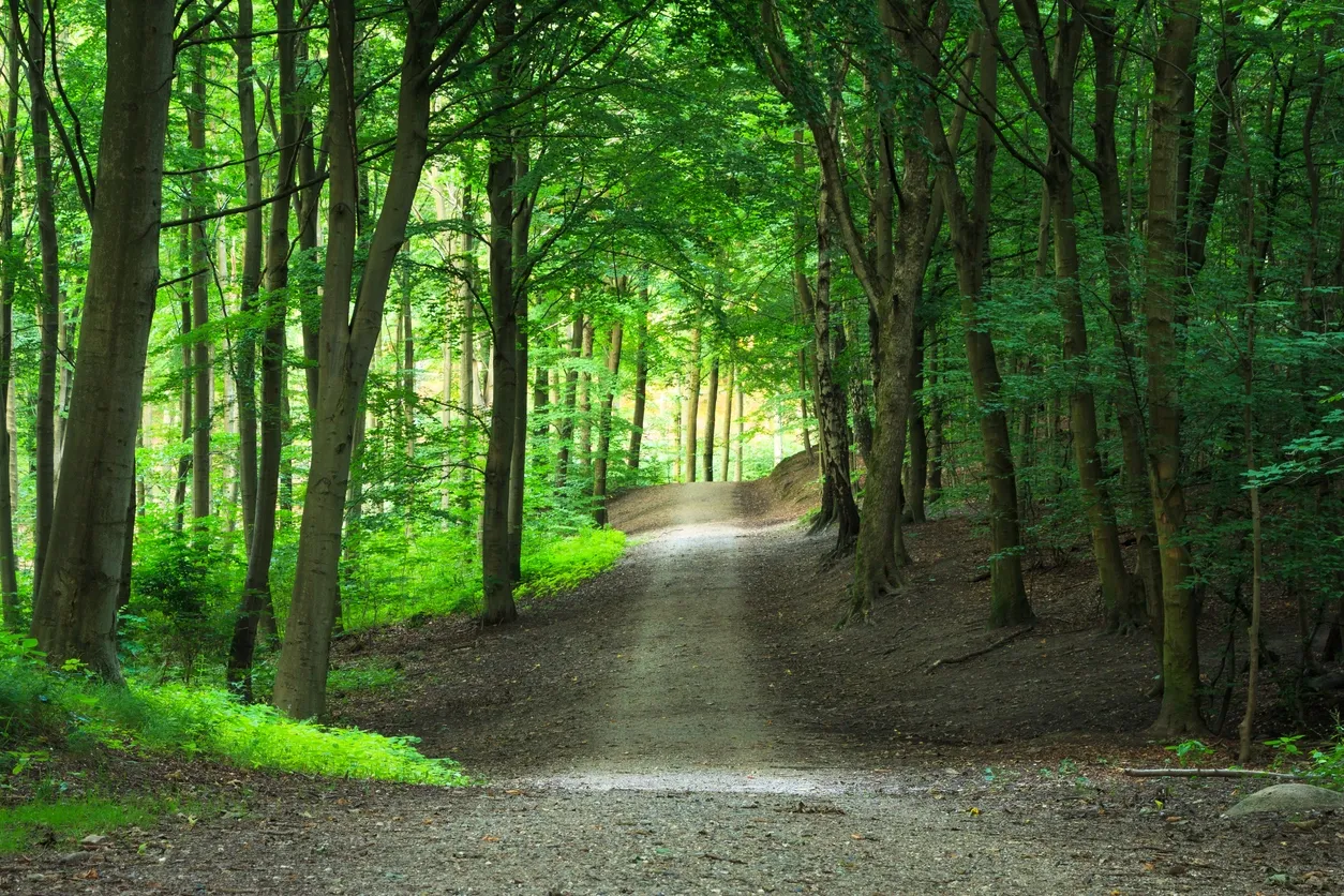 Camino de tierra en un bosque verde con árboles altos.
