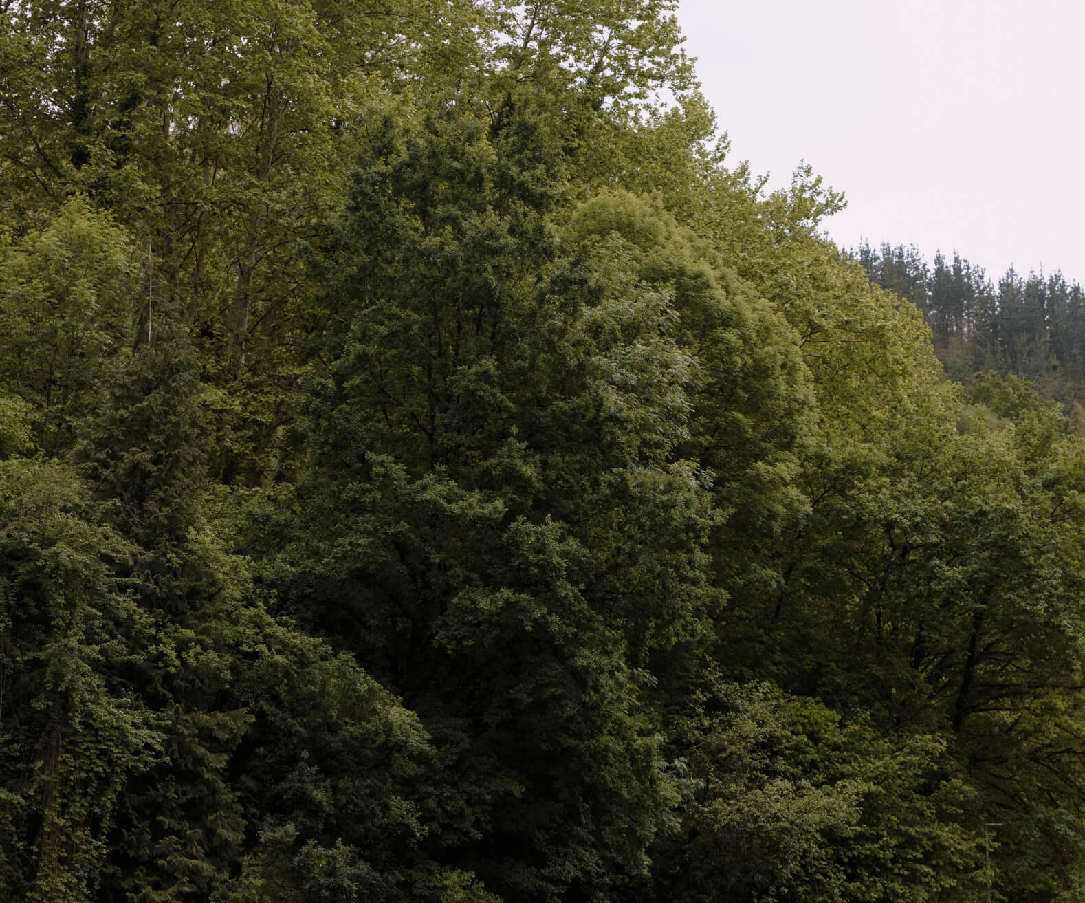 Árboles en un paisaje verde.